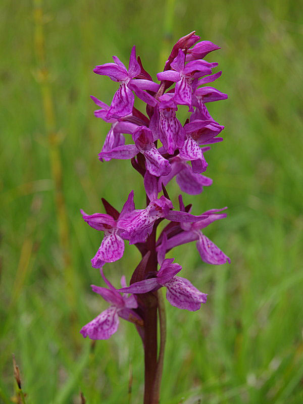 Chiedo ancora aiutooooo (Dactylorhiza incarnata/lapponica?)